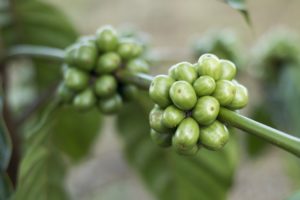 grüner Kaffee extrakt kapseln Wirkung
